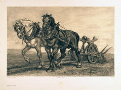 Chevaux de Labour