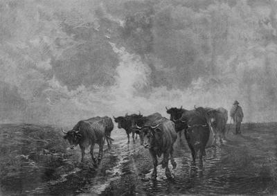 Un Troupeaux de Taureaux