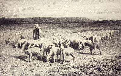 Moutons En Plaine
