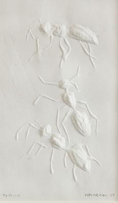Ants