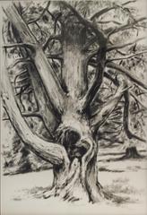 Pine Tree