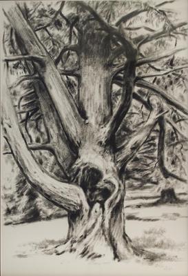 Pine Tree