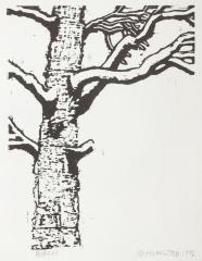 Birch 