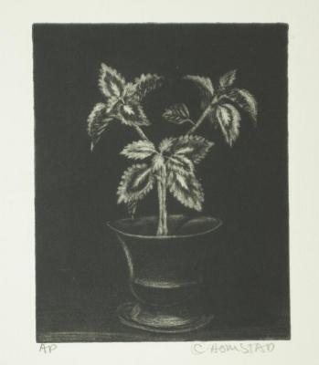 Untitled Mezzotint