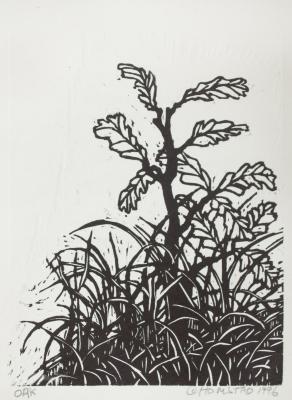 Oak