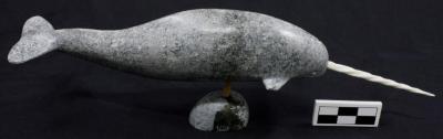 Narwhal