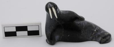 Walrus