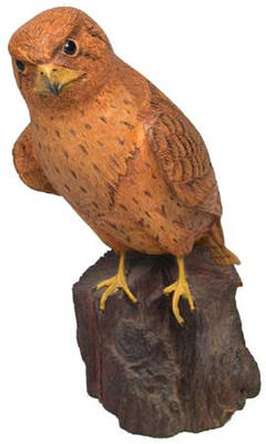 Sparrow Hawk