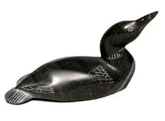 Arctic Loon